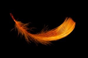 orange feather floating downwards against a black ground